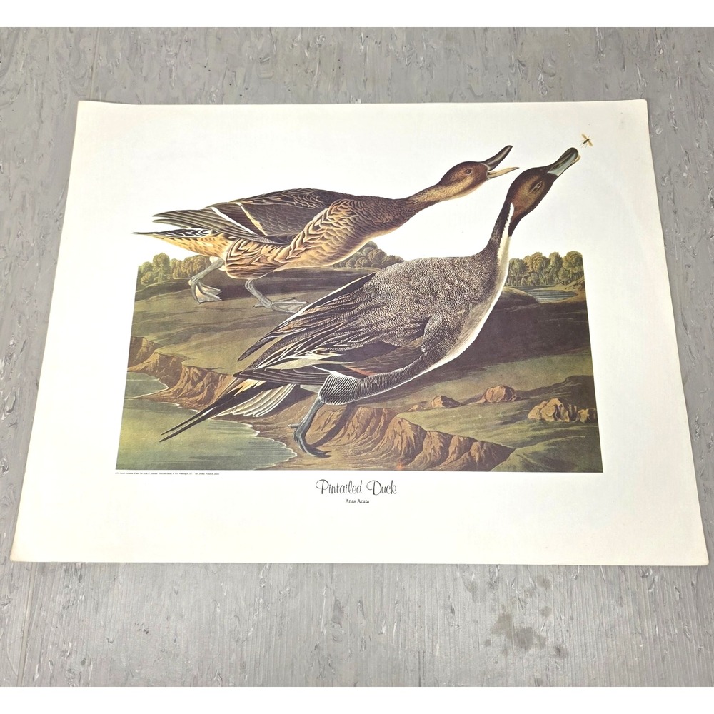 Vintage Audubon Pintailed Duck Art Print Birds of America Lithograph 14"x18"